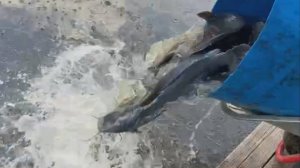 Запуск клариевого сома в Нижний пруд. 200 кг. Клёвое место Лосиный остров.