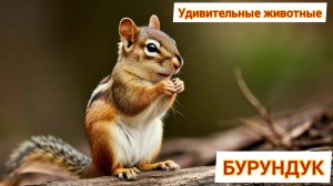 Бурундук, удивительные факты