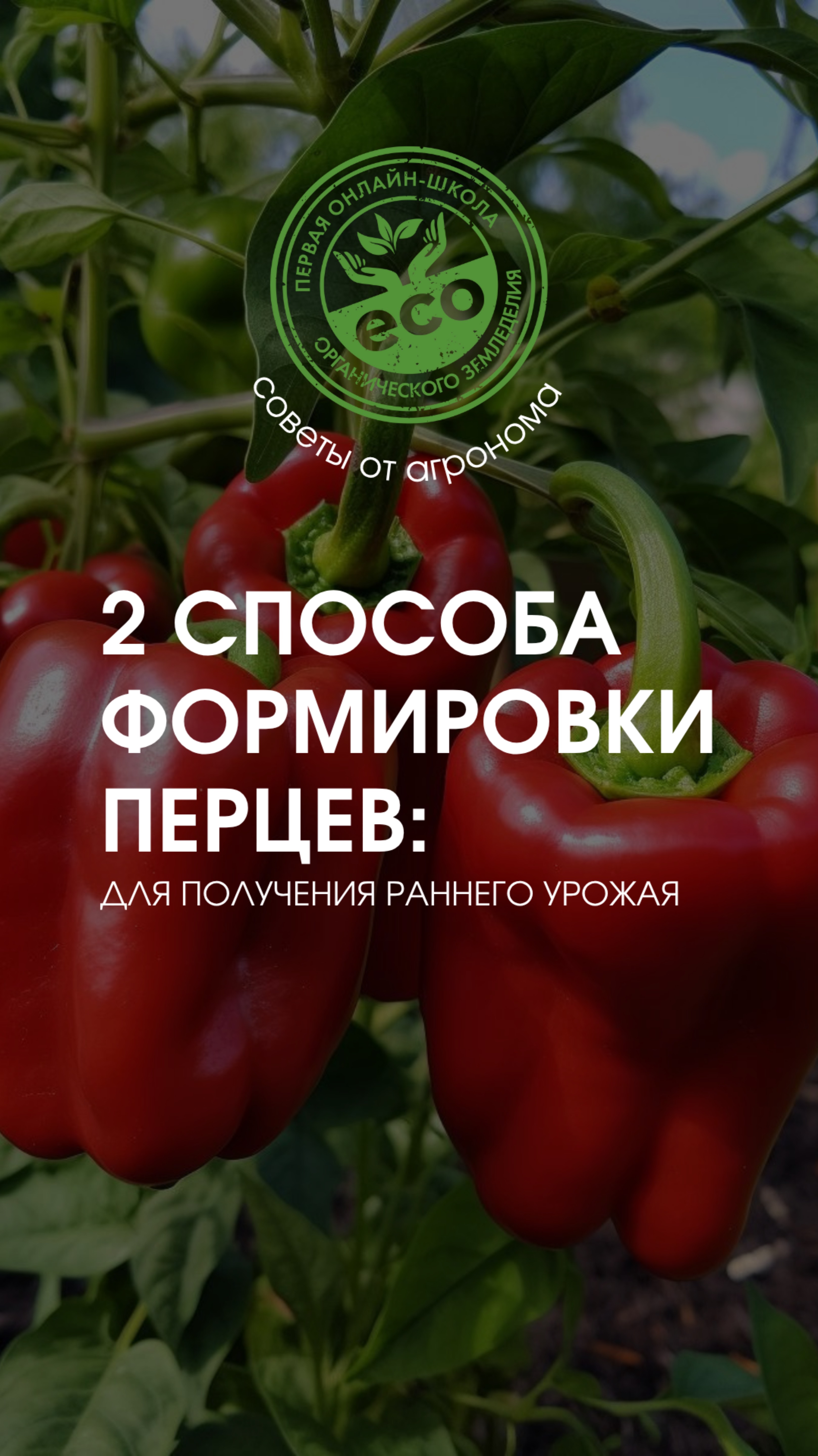 Советы агронома: 2 способа формировки перцев для получения раннего урожая 🫑