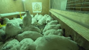 Мои перепела Техас -  30 сутки