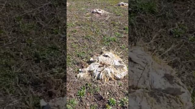 морозостойкие сорта фундука # 17 смотреть онлайн