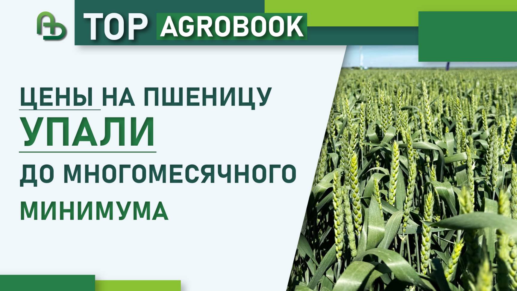 Цены на пшеницу упали до многомесячного минимума | TOP Agrobook: обзор аграрных новостей