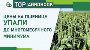 Цены на пшеницу упали до многомесячного минимума | TOP Agrobook: обзор аграрных новостей