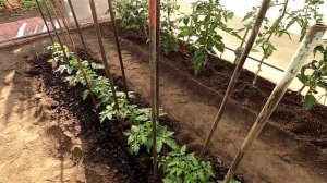 Мои помидоры в теплице и на улице 4 июня 2025 года