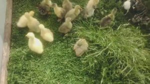 Гусята и индюшата (первая совместная прогулка)