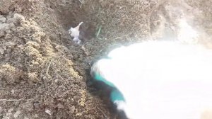 Посадка чеснока 19 октября.