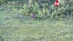 В Димитровграде ловили лосей