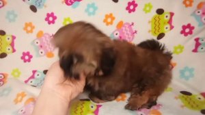 Ши-тцу щенок 2 мес