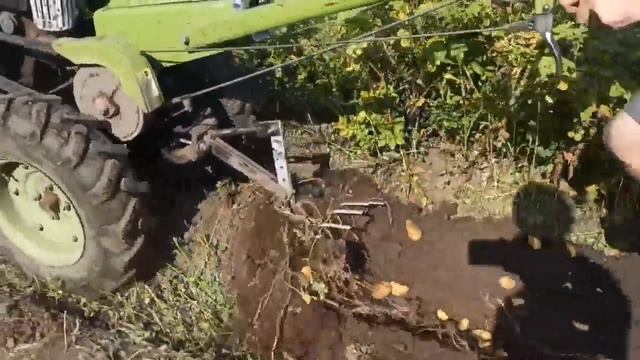 Картофлекопалка ЛАПКА для мотоблока ранній сорт карт