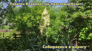 Перегон из Владивостока состоится!