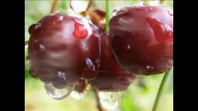 Вишня-Песню исполняет Сергей Самонин