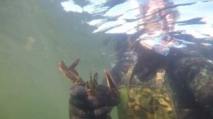 Подводная охота на омара-лобстера!