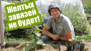 Вот почему желтеют завязи огурцов! 7 главных причин!