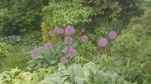 Дача 01.06.25. Ветреница лесная, экзохорда, вейгела, папоротники, хосты