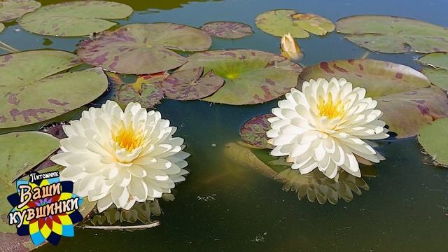 Нимфея Treesuwan (Трисуан) кувшинка, waterlily, водные растения, пруд