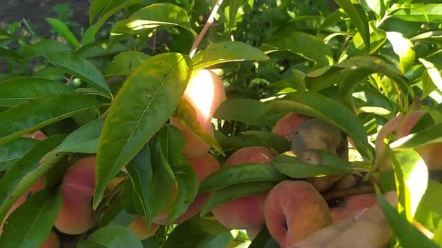 сорт інжирного персика Бельмондо.