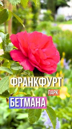 ФРАНКФУРТ - парк человека ЛЕТУЧАЯ МЫШЬ ?? #travel #travelvlog #путешествия