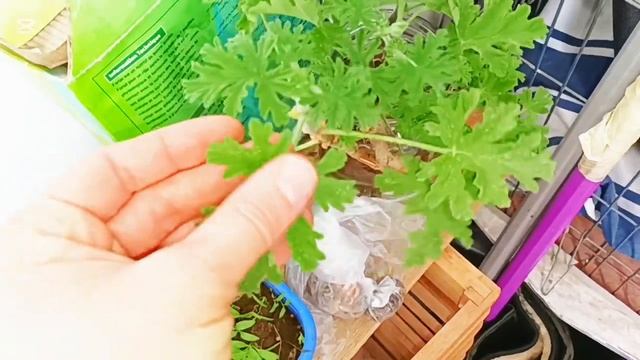 700 руб в Алжире, сколько овощей я смогу купить?! #распак? смотреть онлайн