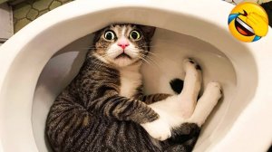 СМЕШНЫЕ КОТЫ 2025 ЛУЧШИЕ ПРИКОЛЫ С КОТАМИ, КОШКИ, КОТИКИ, СОБАЧКИ, СМЕШНОЕ ВИДЕО