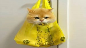 Приколы с котами! Смешные коты - Самые смешные животные С ОЗВУЧКОЙ! Ржака!!