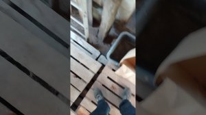 1000043024.mp4. Полы по грунту