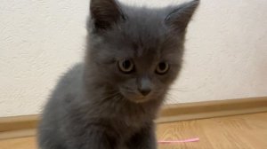 Мур мяу я Семи играю с новой игрушкой, которые купили мои родители, а вы чем занимаетесь?