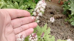 Тиарелла (Tiarella) зацвела в нашем саду 2025
