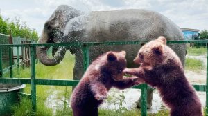 Слон и две суровых медведицы! Магда поливается из бочки, Топа с Кнопой отрабатывают приёмы борьбы!