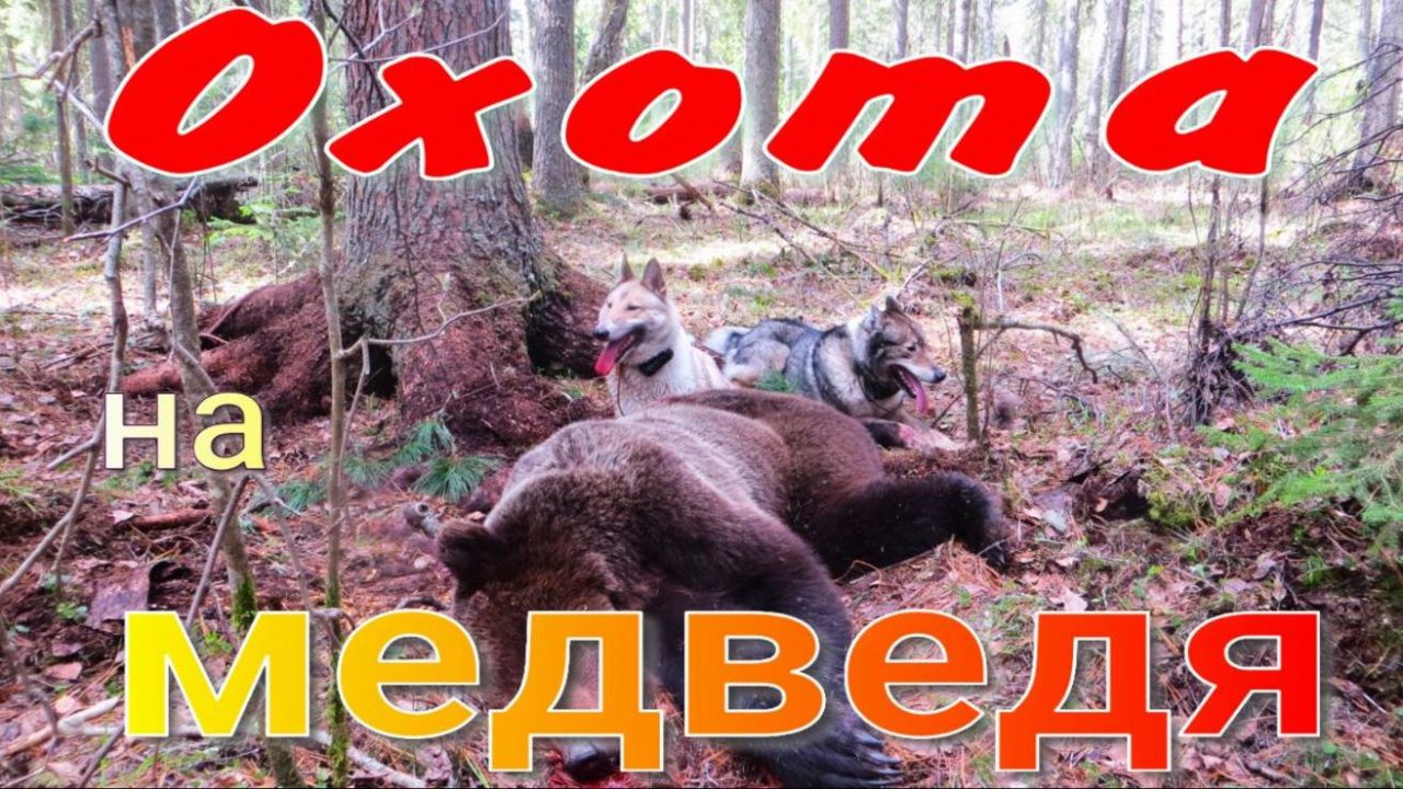 Охота на медведя  парой ЗСЛ собаки нашли отработали молодого медведя переплыли на другой берег реки