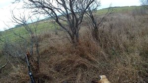 Охота на лису петлями - Ноябрь 2015