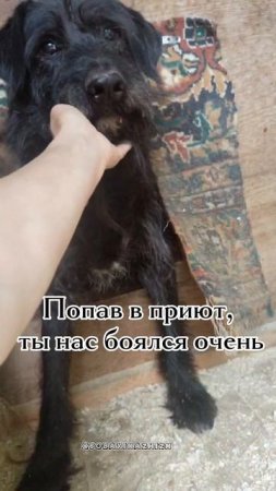 Прощай Брюлик