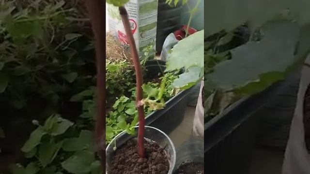 "Солнечная гроздь крыма" видео отзыв клиента!!! смотреть онлайн