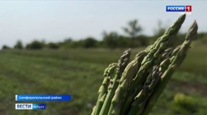 В Крыму завершается сезон сбора урожая спаржи.