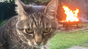 Приколы с котами! Смешные коты - Самые смешные животные С ОЗВУЧКОЙ! Ржака!!