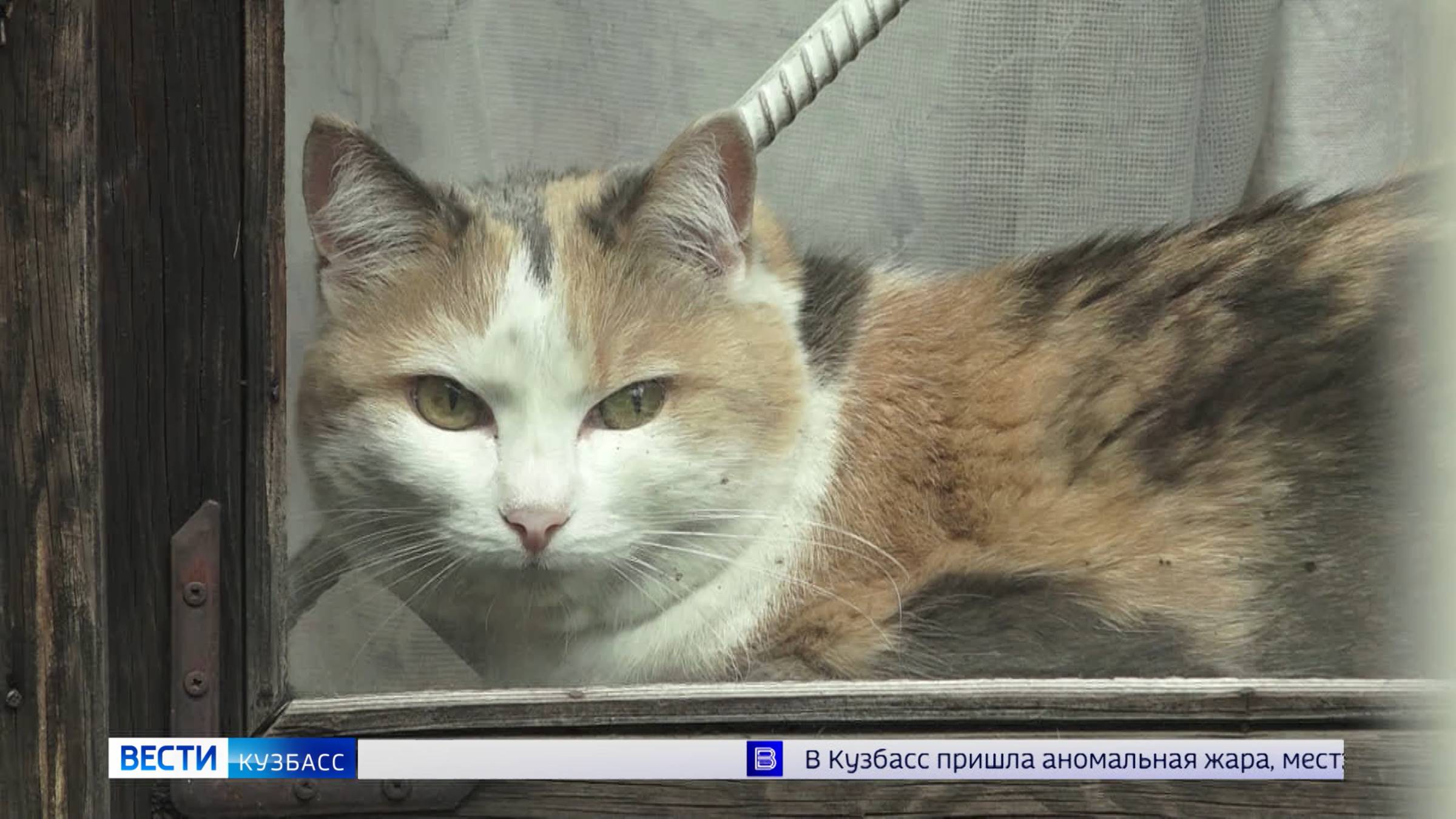Лесопилка, шиномонтаж и СТО: кемеровские дачники жалуются на соседство