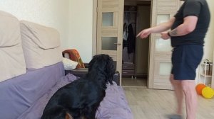 Собака пробует сушёное лёгкое