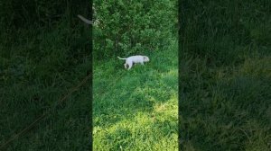 Кристиан #шереметьевский #приют