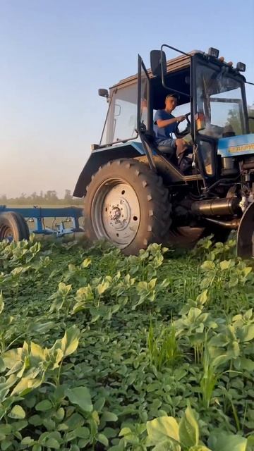 #мтз80 #беларус #колхоз #farming #культиватор смотреть онлайн
