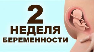 Что происходит с мамой и ребенком на 2 неделе беременности? 1 месяц беременности. Первый триместр