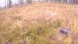 Какие ягоды , грибы в лесу?