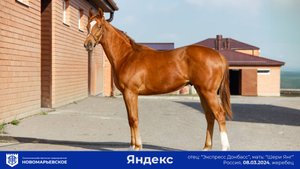 Продается перспективный жеребец  «Яндекс»
