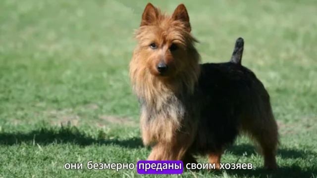 Австралийский терьер краткая характеристика породы с