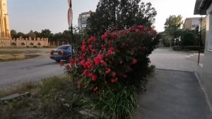 То ли розы, то ли шиповника куст с цветами