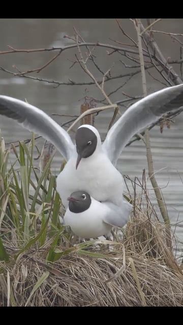 Спаривание озерных чаек.Black-headed gulls mating.#wildlife #shots