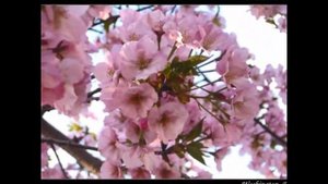 Малолетка ветка вишни