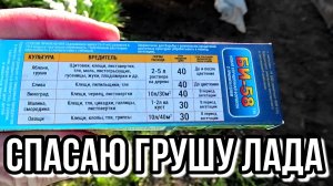 Спасаем грушу Лада. Кабачки, огурцы и свёкла на 27 мая 2025 года.
