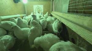 Мои перепела Техас - 31 сутки