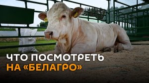 Коровы-рекордсменки и мощная техника: что посмотреть на «Белагро»