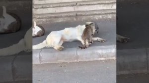 Собакен дружит с котейкой 🐈❤️🐶