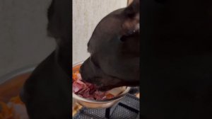 Рацион питания Американского Питбультерьера.